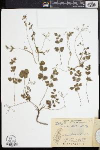 Pimpinella niitakayamensis image