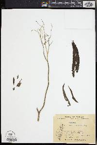 Image of Jacobaea morrisonensis