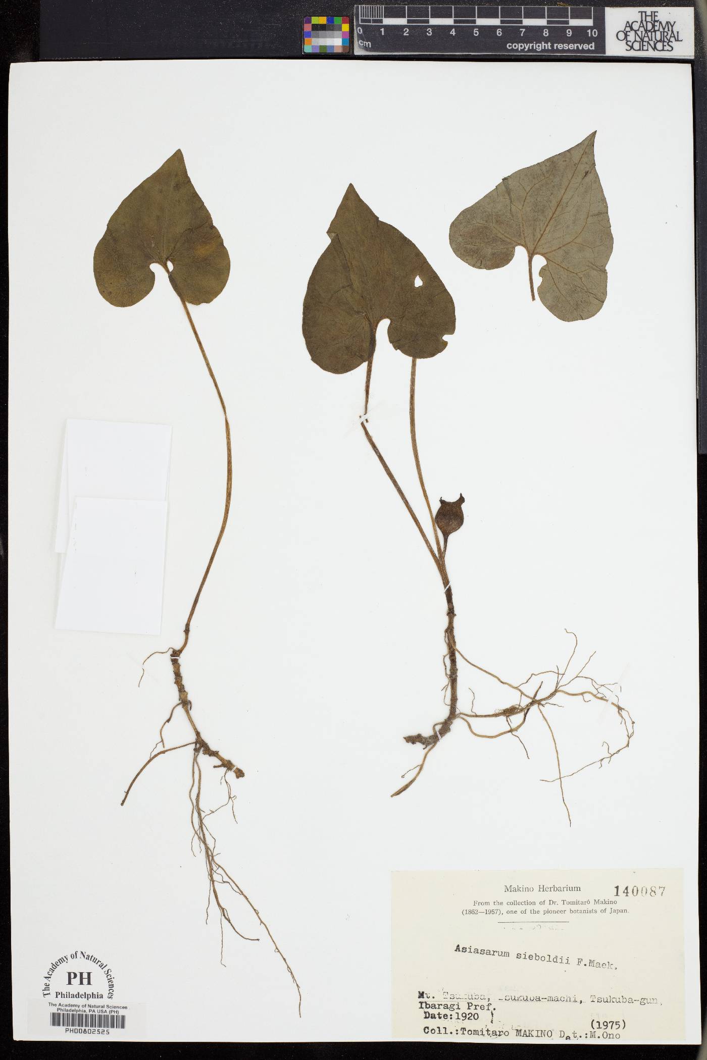 Asarum sieboldii image