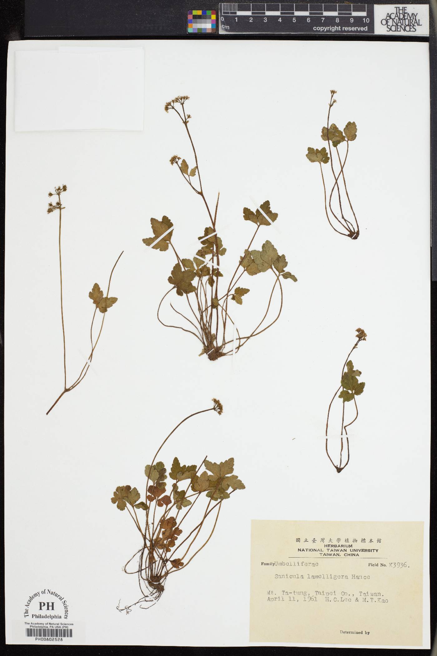 Sanicula lamelligera image