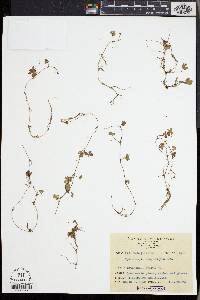 Image of Hydrocotyle benguetensis