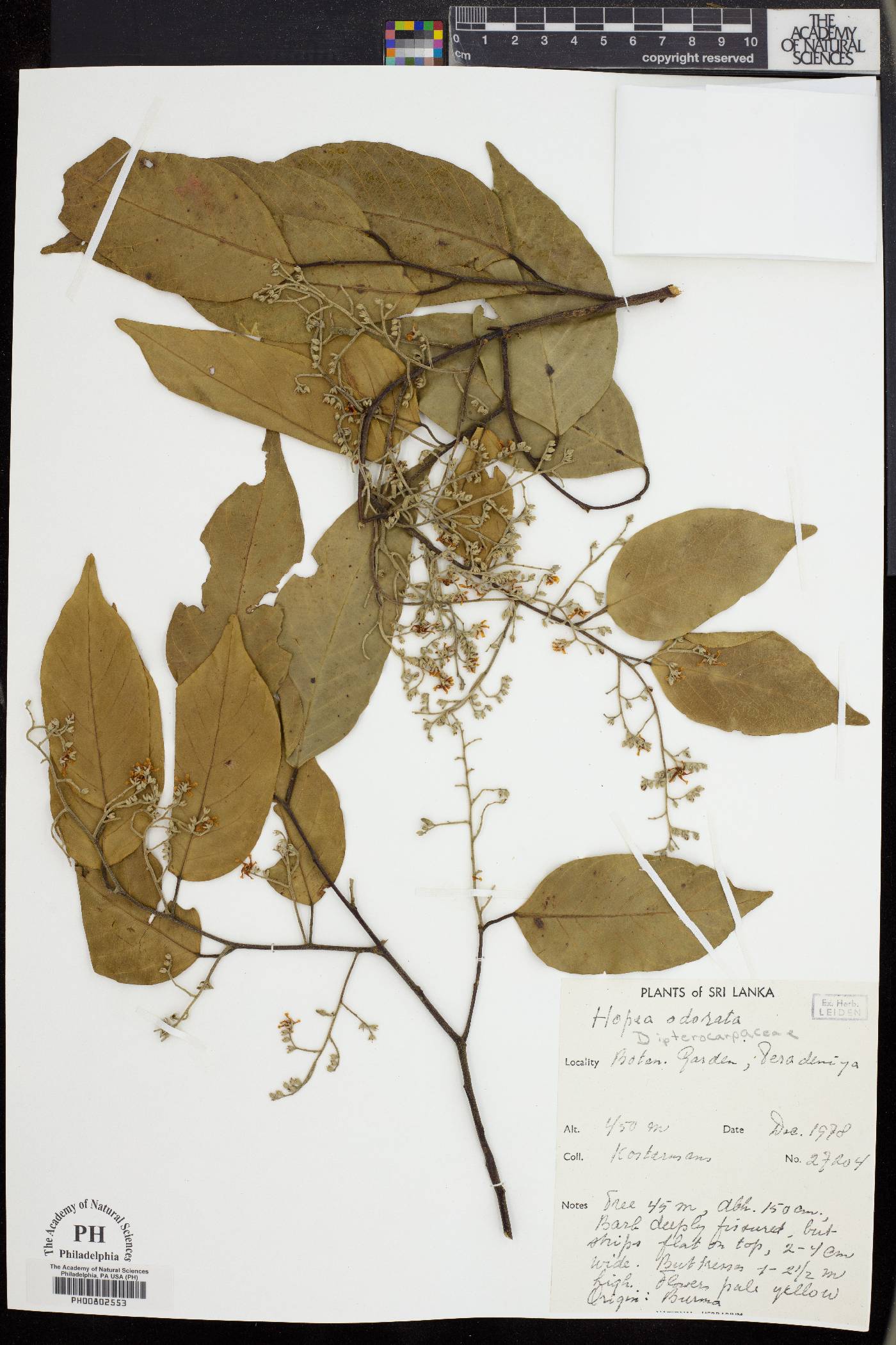 Hopea odorata image