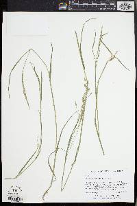 Poa autumnalis image