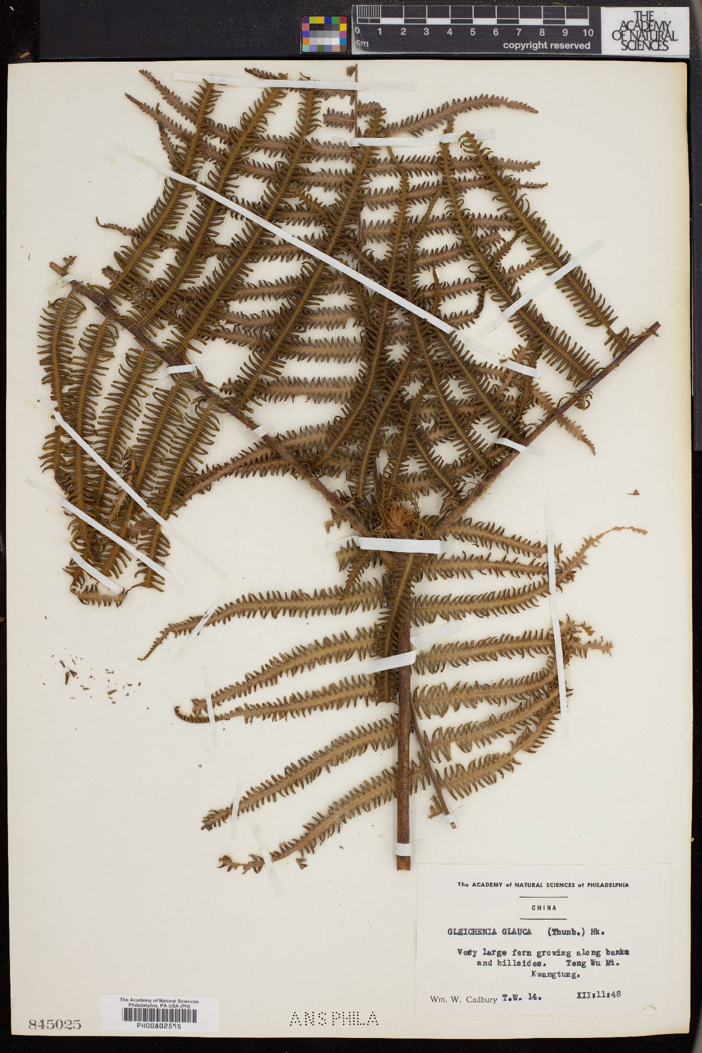 Gleichenia image
