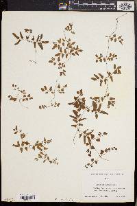 Lygodium scandens image