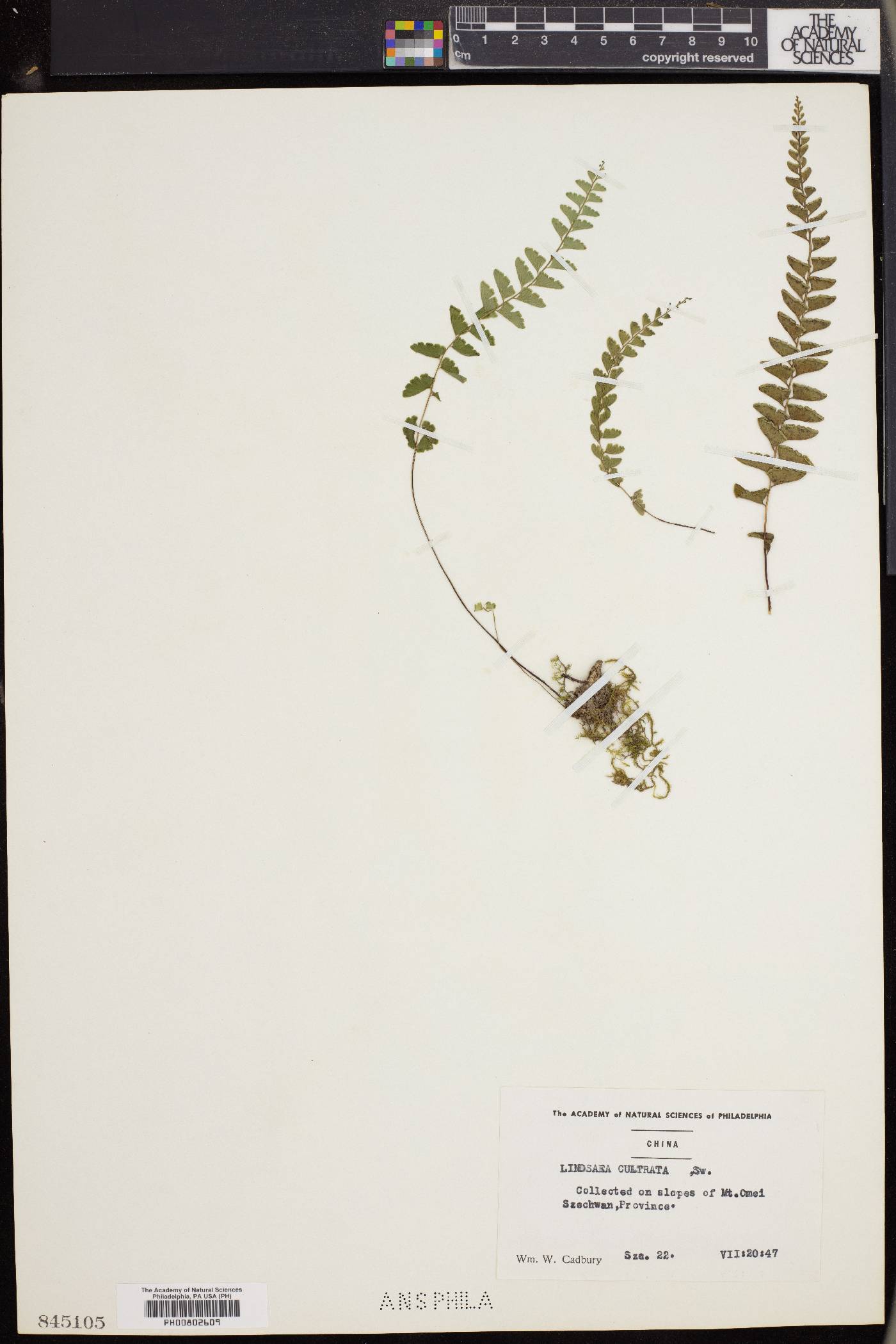 Lindsaea cultrata image
