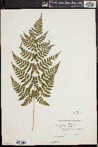 Dryopteris sparsa image