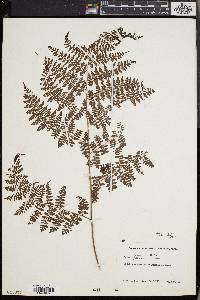 Athyrium atkinsonii image