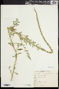 Amaranthus palmeri image