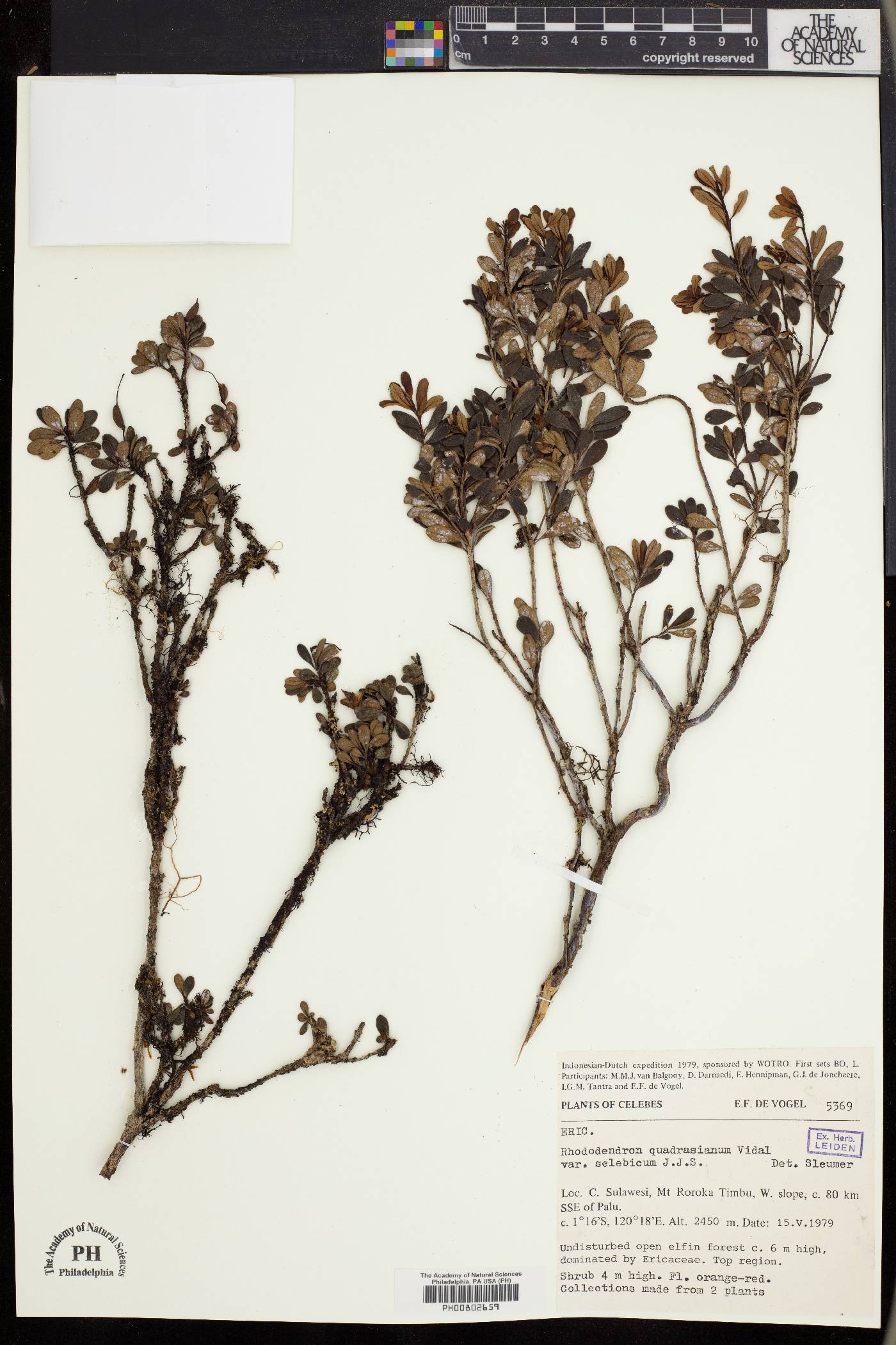 Rhododendron quadrasianum var. selebicum image