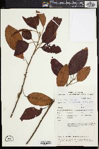 Elaeocarpus nitidus image