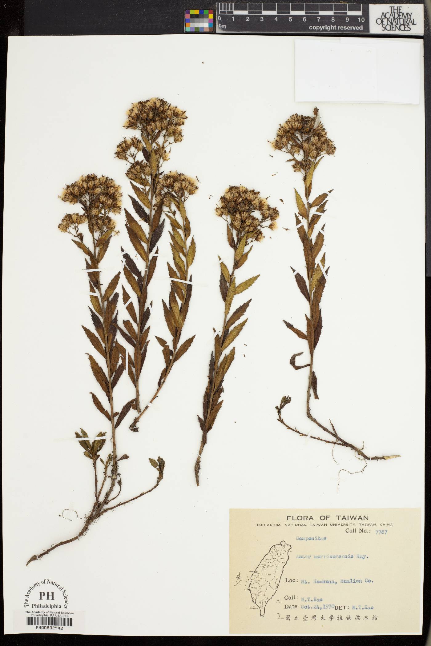 Aster morrisonensis image