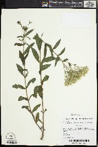 Eupatorium album var. subvenosum image