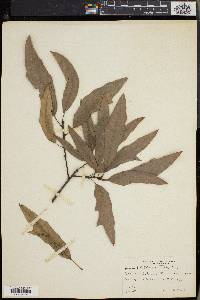 Quercus cerris image