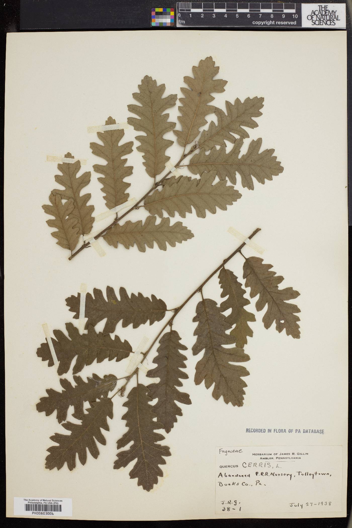 Quercus cerris image