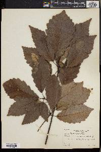 Quercus montana image