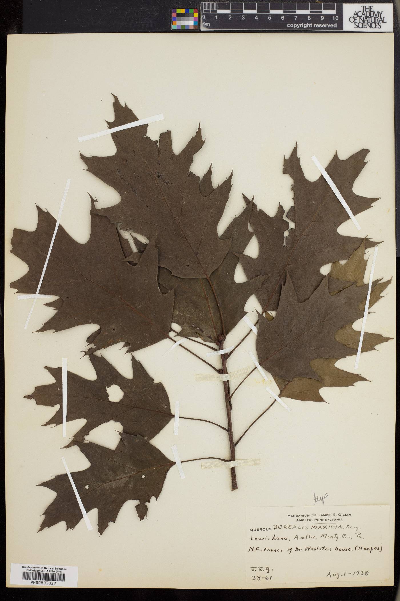Quercus borealis var. maxima image