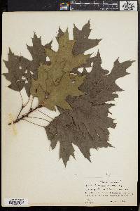 Quercus borealis image