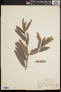 Quercus cerris image