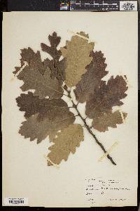 Quercus cerris image