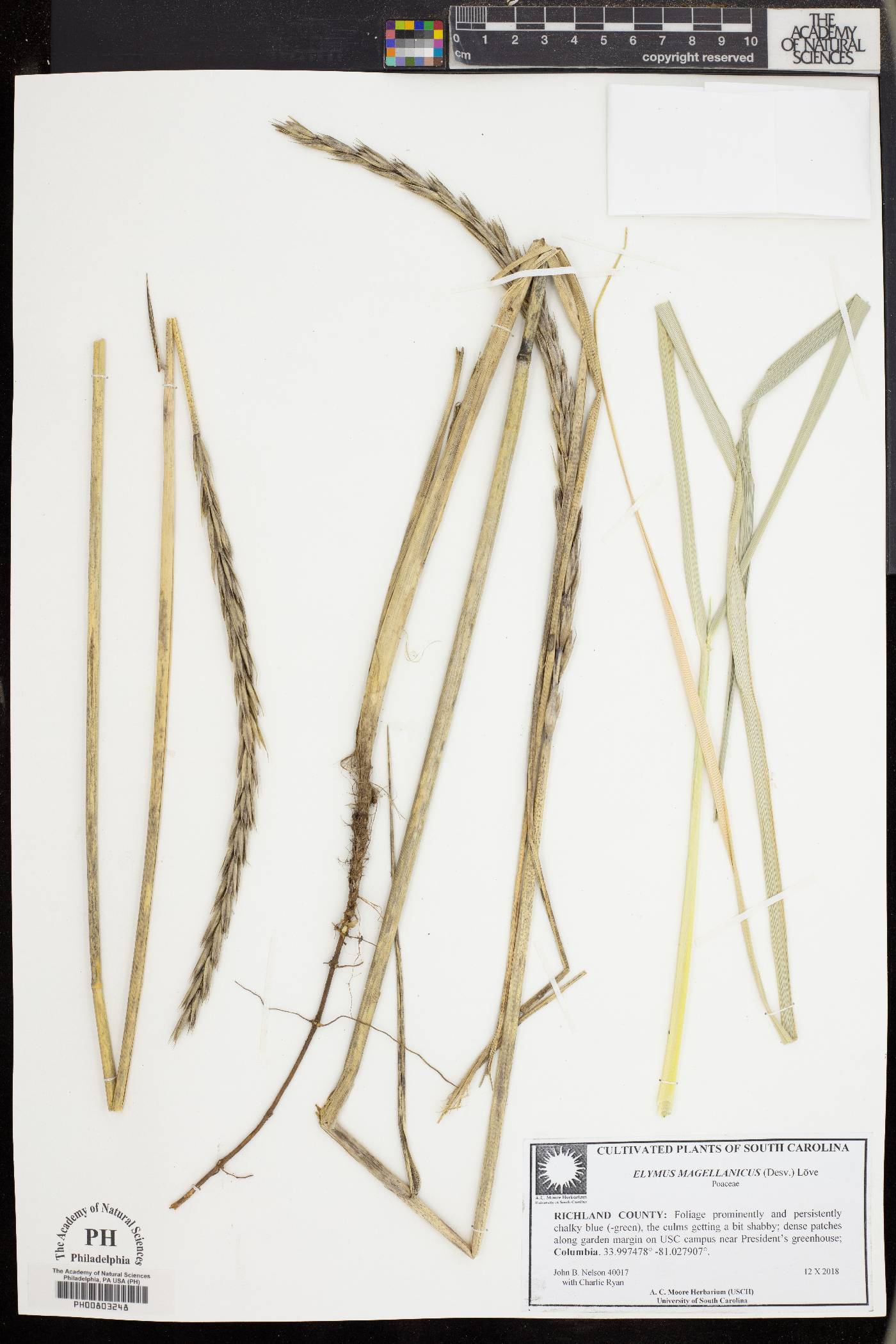 Elymus magellanicus image