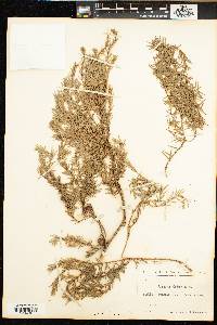 Juniperus cedrus image