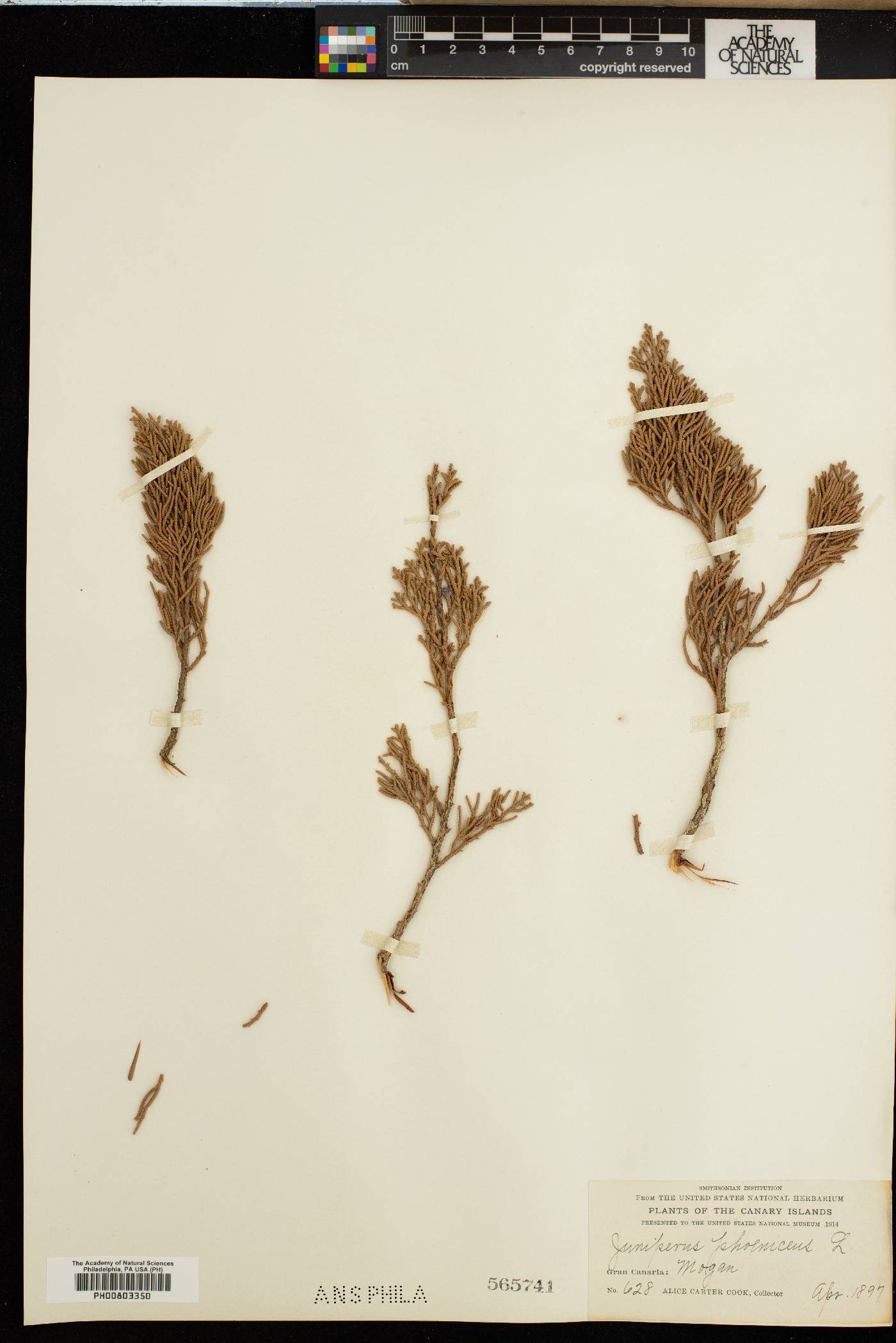 Juniperus phoenicea image