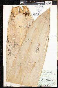 Pandanus platyphyllus image