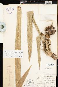 Pandanus montanus image