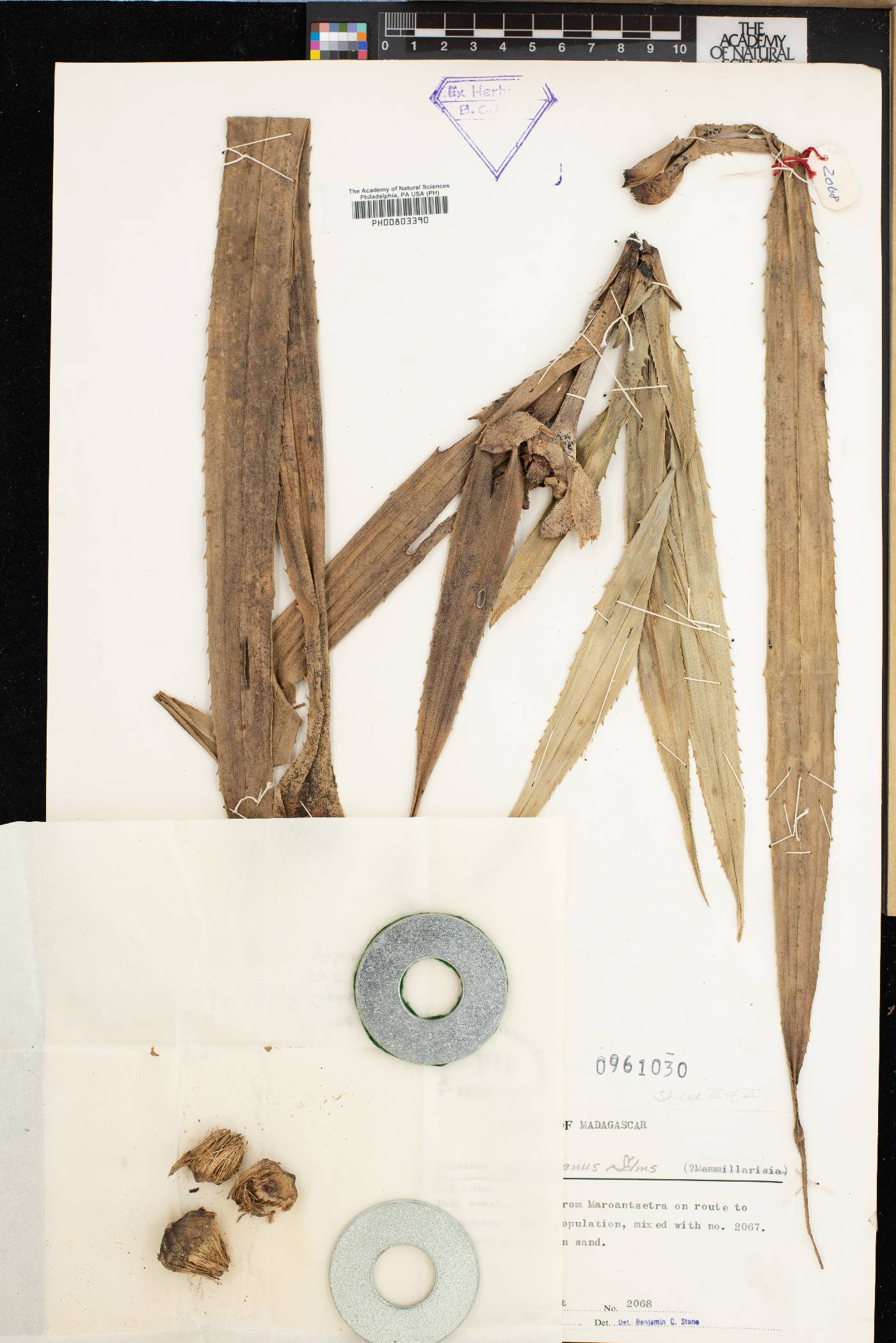 Pandanus pervilleanus image