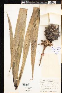 Pandanus montanus image