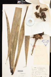 Pandanus montanus image