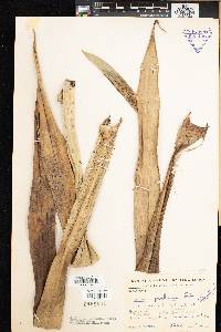 Pandanus pervilleanus image