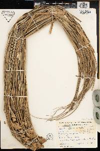 Pandanus oligocarpus image