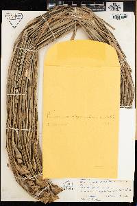 Pandanus oligocarpus image