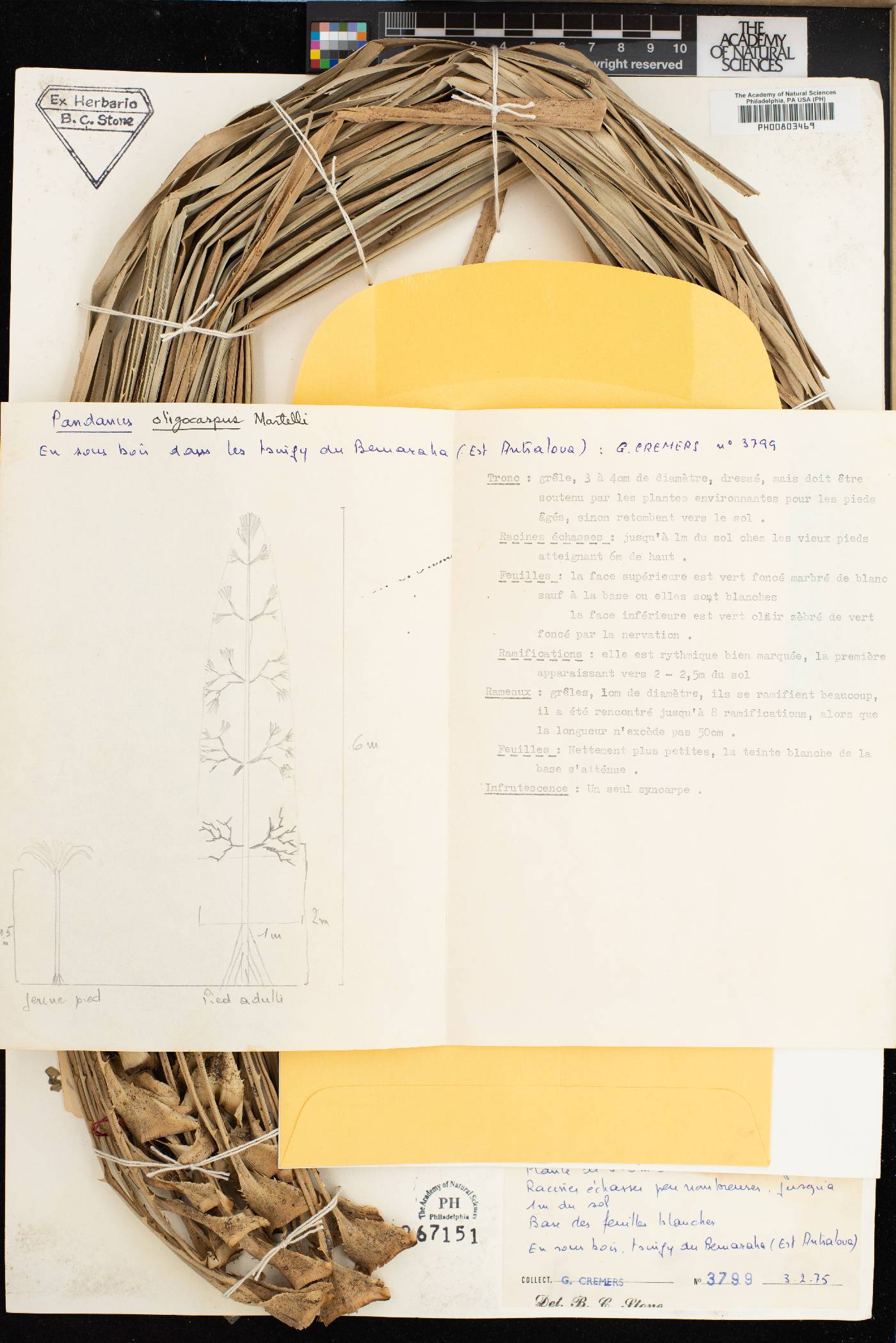 Pandanus oligocarpus image