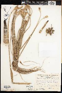 Pandanus oligocarpus image