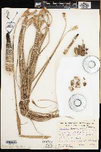 Pandanus oligocarpus image