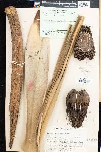 Pandanus palustris image