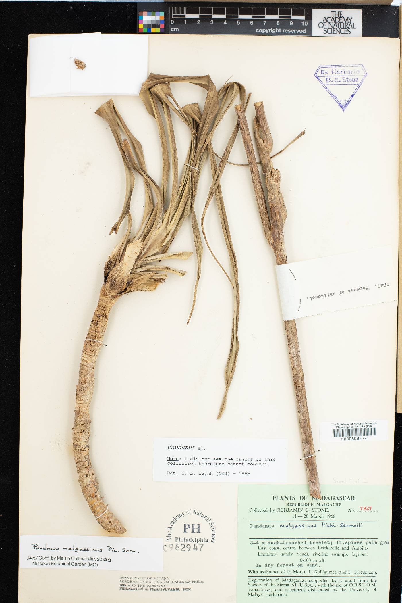 Pandanus malgassicus image