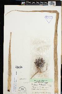 Pandanus montanus image