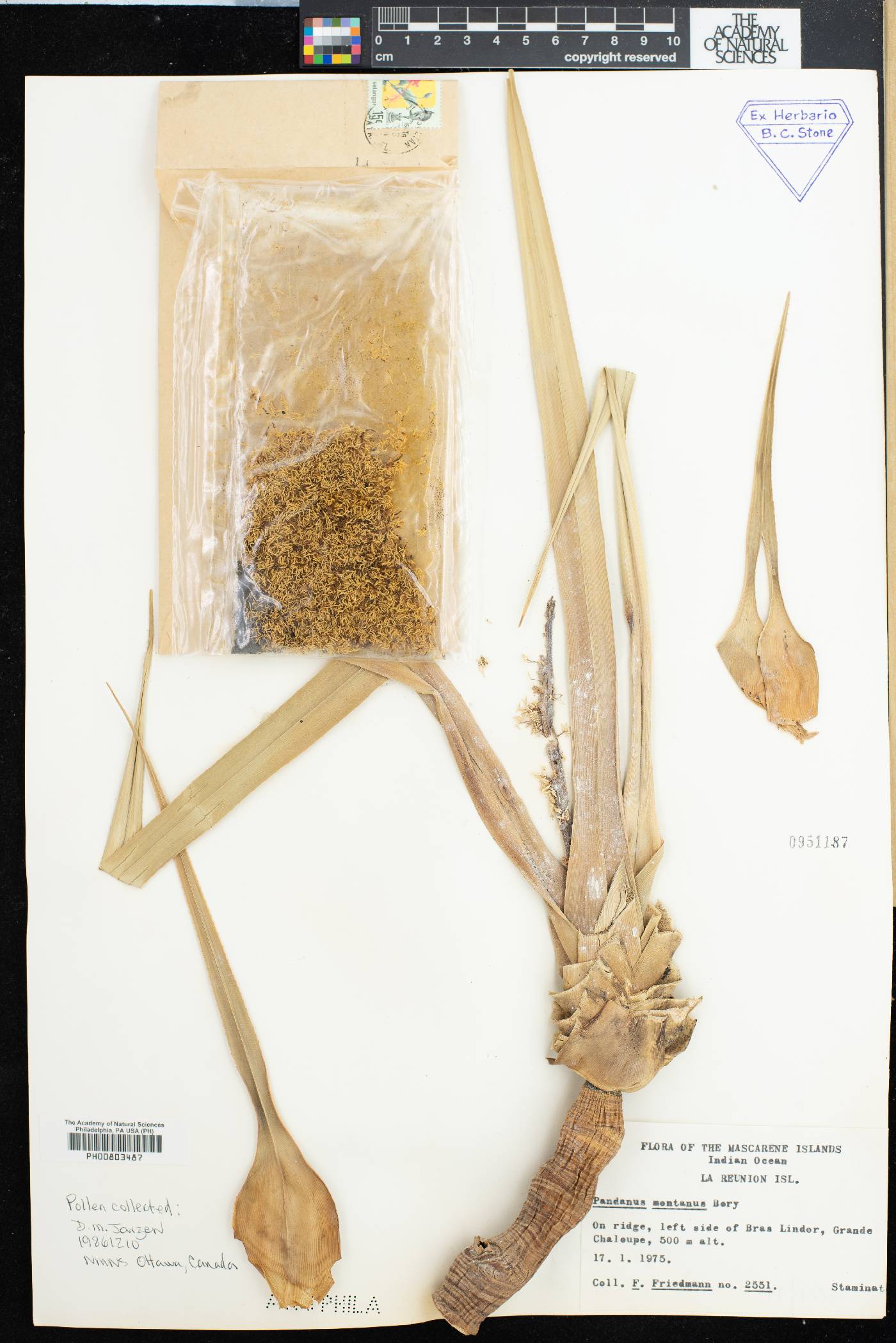 Pandanus montanus image
