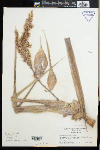 Pandanus montanus image