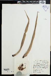 Pandanus montanus image