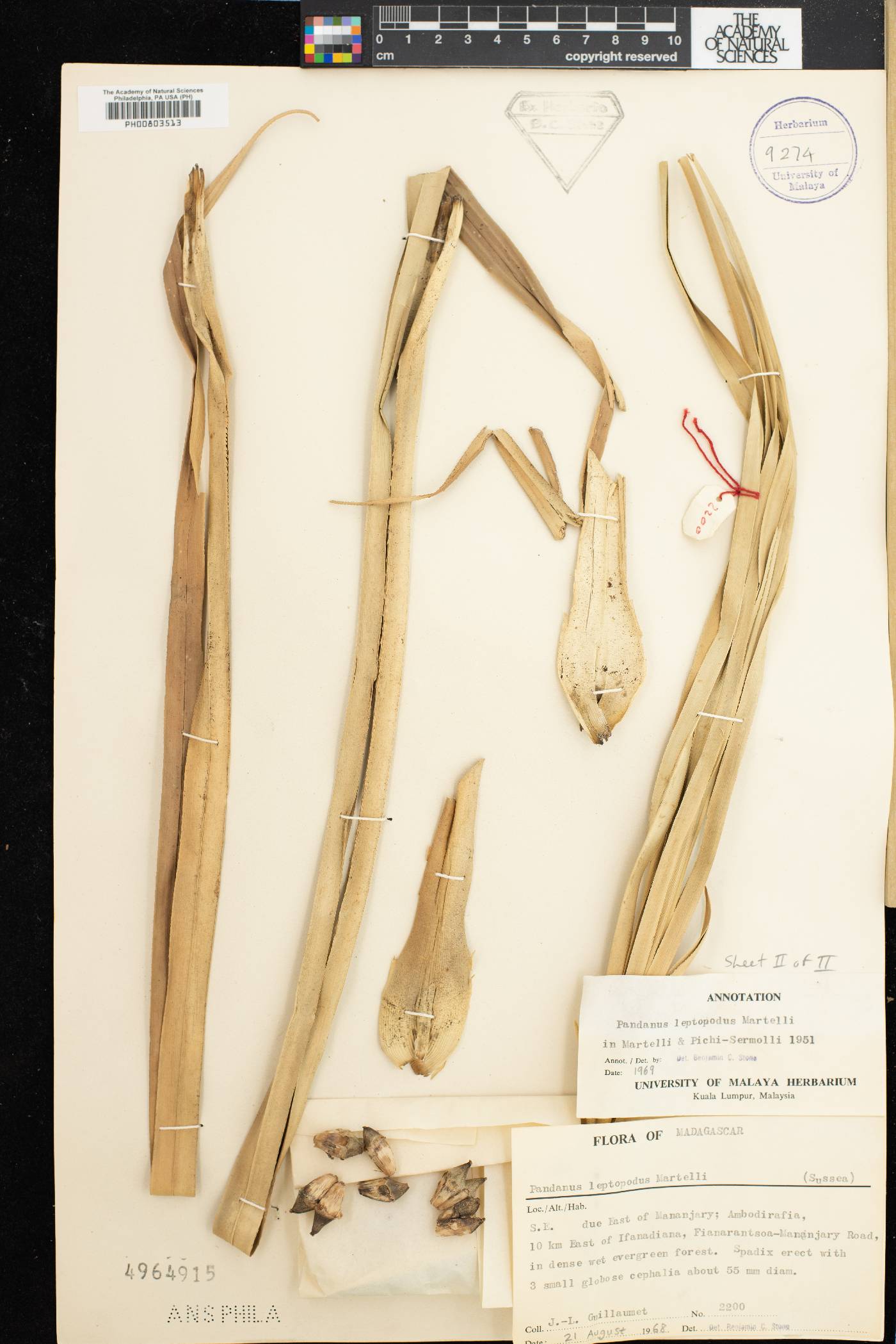 Pandanus leptopodus image