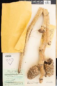 Media resource of Pandanus concretus