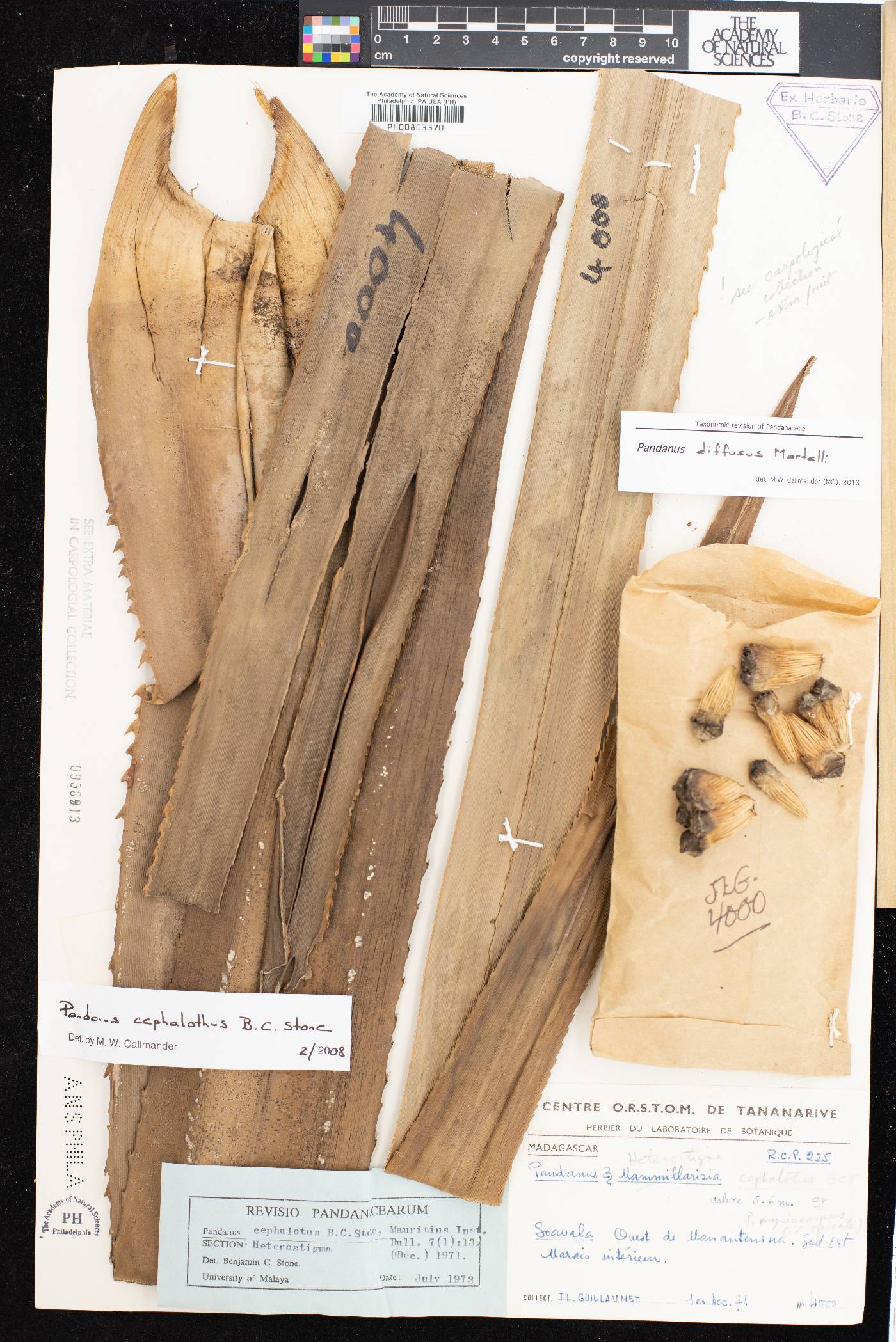 Pandanus mammillaris image