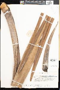 Media resource of Pandanus carmichaelii