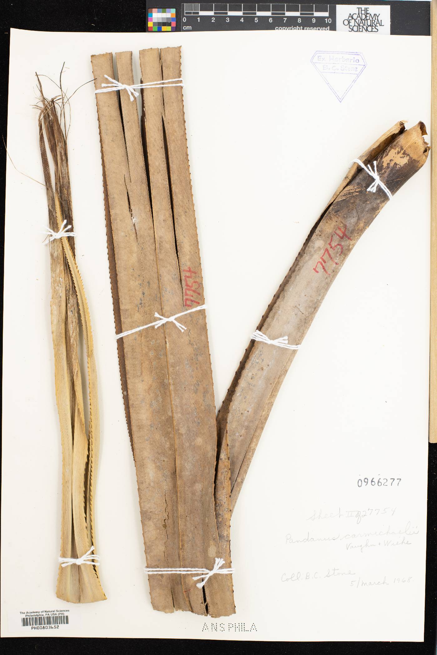 Pandanus carmichaelii image