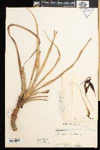 Pandanus malgassicus image